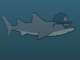 New York Shark