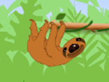 Slip Slide Sloth